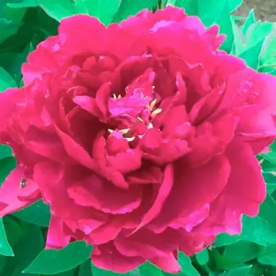 Пион ОСТРОВНОЙ МИНИСТР древовидный в Фаниполе