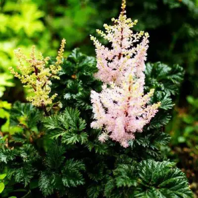 Астильба ЛИЛИПУТ курчавая в Фаниполе