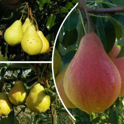 Комплект ТРИ ГРАЦИИ в Фаниполе