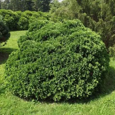 Туя УМБРАКУЛИФЕРА западная в Фаниполе