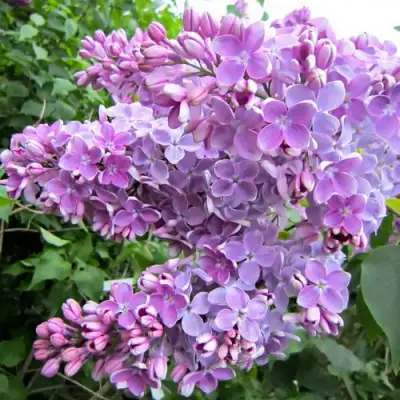 Сирень ОЛЯ в Фаниполе