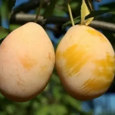 Слива ВАШИНГТОН в Фаниполе