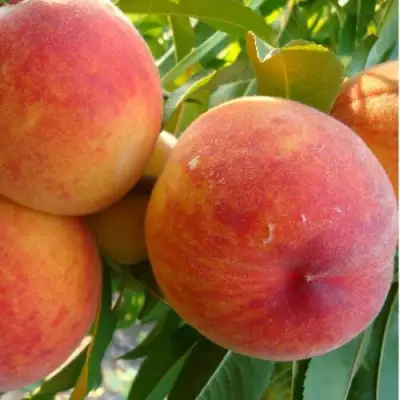 Персик ДИВНЫЙ в Фаниполе