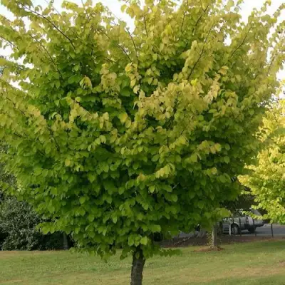 Вяз обыкновенный в Фаниполе