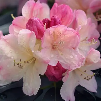 Рододендрон ПЕРСИ ВАЙСМАН в Фаниполе