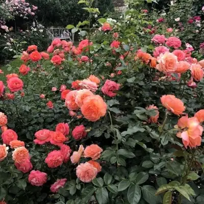 Роза БЕЛЬВЕДЕР шраб в Фаниполе