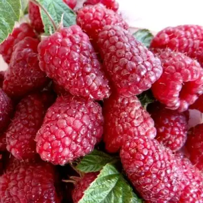 Малина КАСКАД ДЕЛАЙТ в Фаниполе