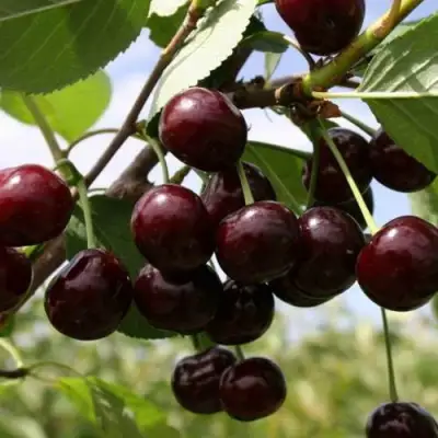 Вишня СВЕРДЛОВЧАНКА степная в Фаниполе