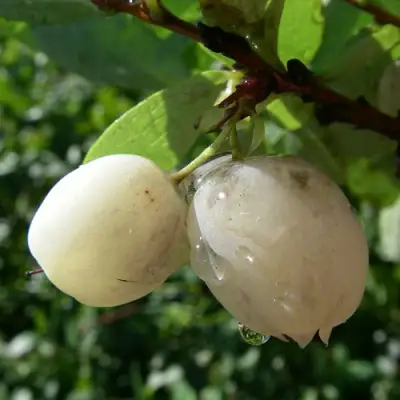 Голубика СНЕГУРОЧКА в Фаниполе