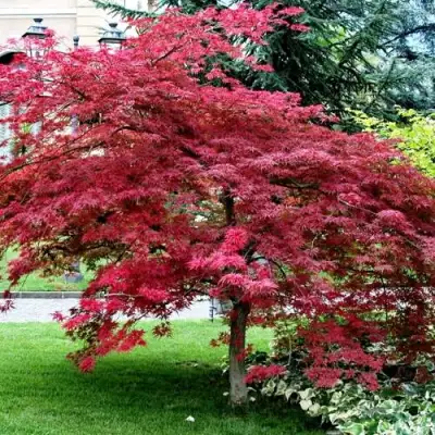 Клен пальмолистный в Фаниполе