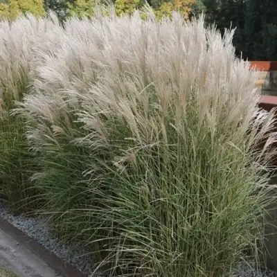 Мискантус КЛЯЙН СИЛЬБЕРСПАЙН китайский  в Фаниполе