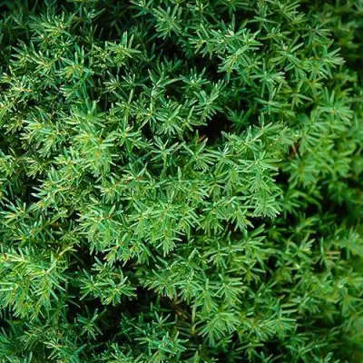 Туя ТЕДДИ западная в Фаниполе