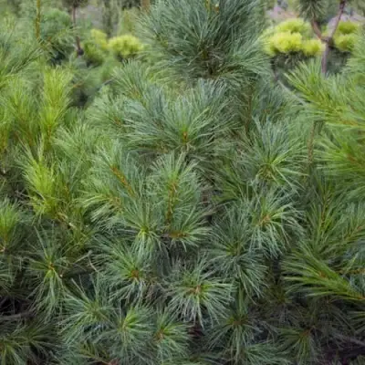 Сосна АРМАНДИ в Фаниполе