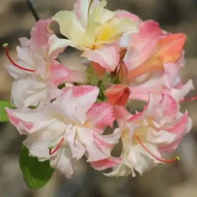 Азалия КЭННОНС ДАБЛ листопадная в Фаниполе