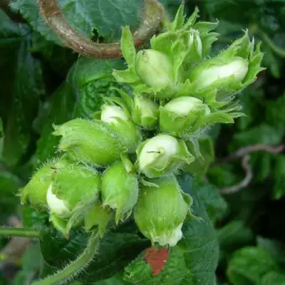 Фундук ВЕББА ЦЕННЫЙ в Фаниполе