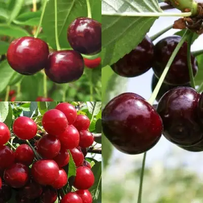 Комплект ВИШНЕВЫЙ САД в Фаниполе