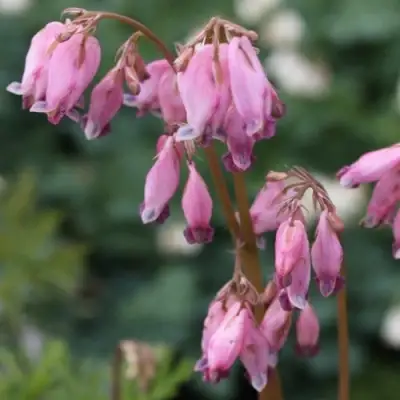 Дицентра изящная в Фаниполе