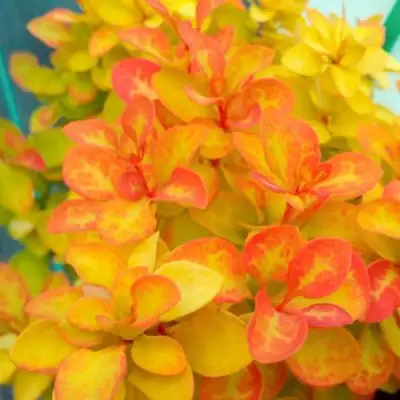 Барбарис САММЕР САНСЕТ тунберга в Фаниполе