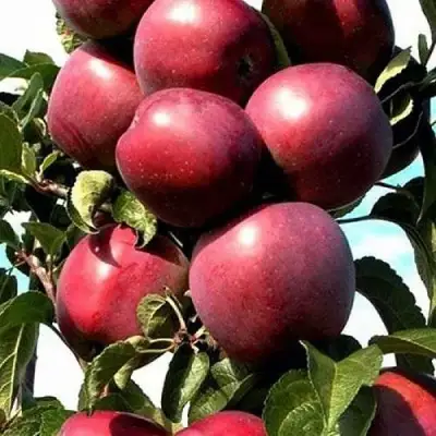 Яблоня СОЗВЕЗДИЕ колонновидная в Фаниполе