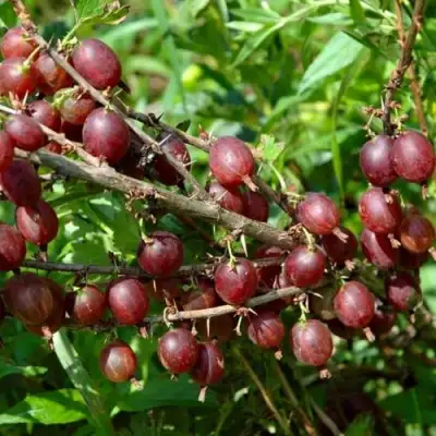 Крыжовник ОЛАВИ (ХИННОНМАЕН ПУНАЙНЕН) в Фаниполе