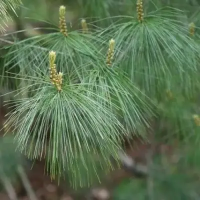 Сосна АРМАНДИ в Фаниполе