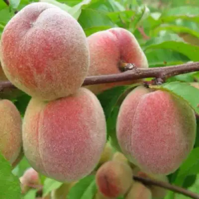 Персик ЕЛГАВСКИЙ в Фаниполе