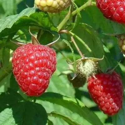 Малина ТАДМОР в Фаниполе