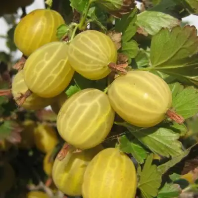 Крыжовник ЯРОВОЙ в Фаниполе