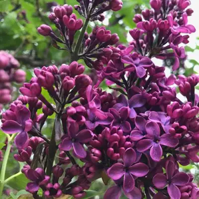 Сирень ЛЮДВИГ ШПЕТ в Фаниполе