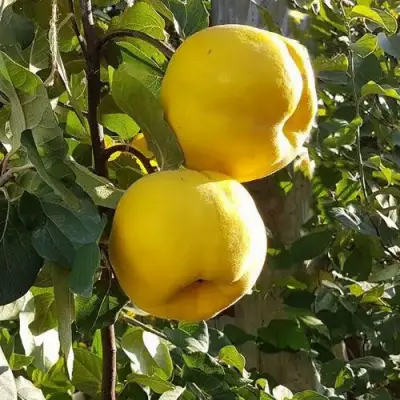 Айва МАРИЯ в Фаниполе