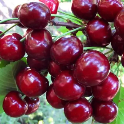 Вишня ЖУКОВСКАЯ в Фаниполе