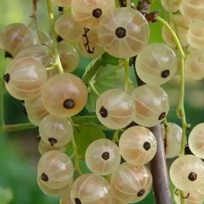 Смородина белая СМОЛЬЯНИНОВСКАЯ в Фаниполе