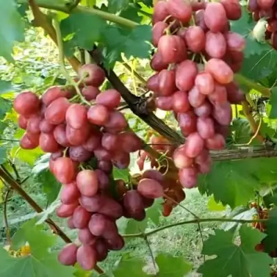 Виноград БАСАНТИ в Фаниполе