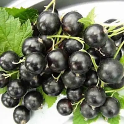 Смородина чёрная ТИТАНИЯ в Фаниполе