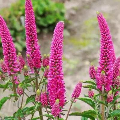 Вероника ФЕРСТ ЛАВ длиннолистная в Фаниполе