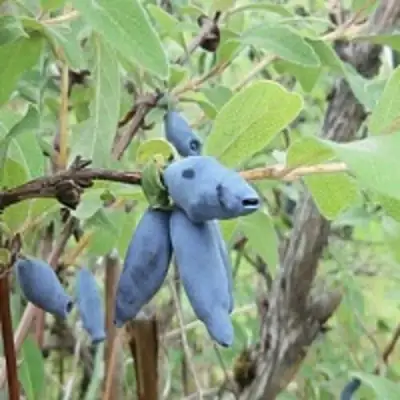 Жимолость съедобная ПУШКИНСКАЯ в Фаниполе