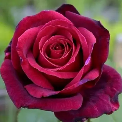 Роза ПАПА МЕЙЯН чайно-гибридная в Фаниполе