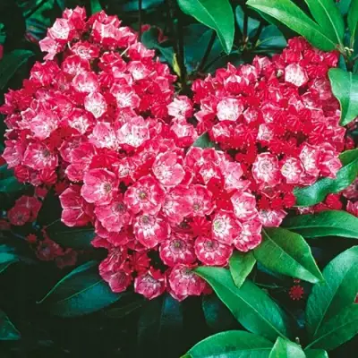 Кальмия КАРДИНАЛ в Фаниполе