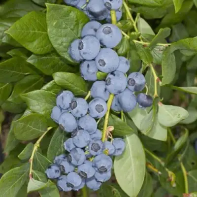 Голубика ЛИБЕРТИ в Фаниполе