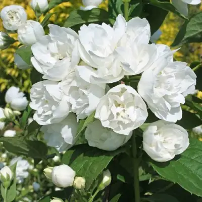 Жасмин махровый в Фаниполе