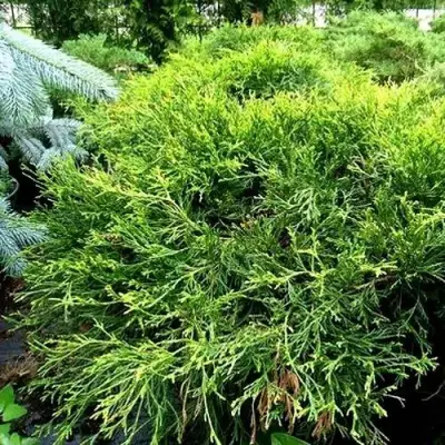 Кипарисовик ФИЛИФЕРА АУРЕА ВАРИЕГАТТА горохоплодный в Фаниполе