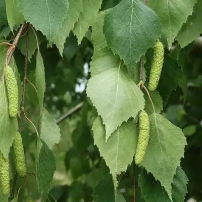 Береза бородавчатая в Фаниполе