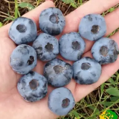 Голубика ЧАНДЛЕР в Фаниполе