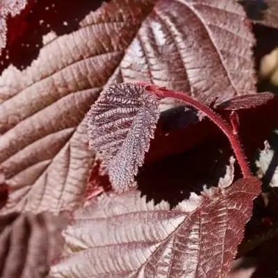 Фундук СИРЕНА в Фаниполе