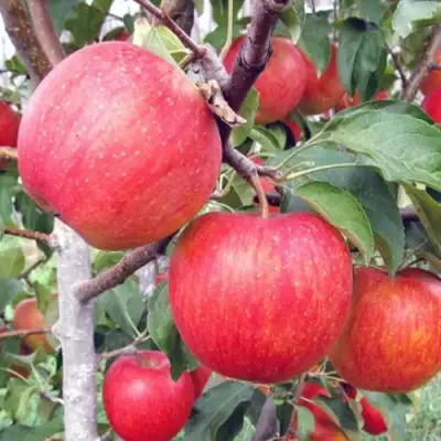Яблоня ЖЕНЕВА (ЖЕНЕВА ЭРЛИ) в Фаниполе