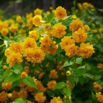 Керрия японская ПЛЕНИФЛОРА в Фаниполе