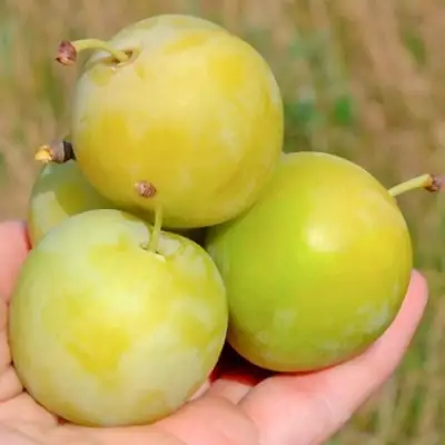 Слива РЕНКЛОД ранний в Фаниполе