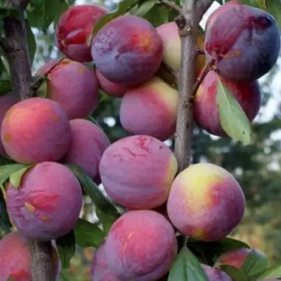 Слива ИМПЕРИАЛ колонновидная в Фаниполе