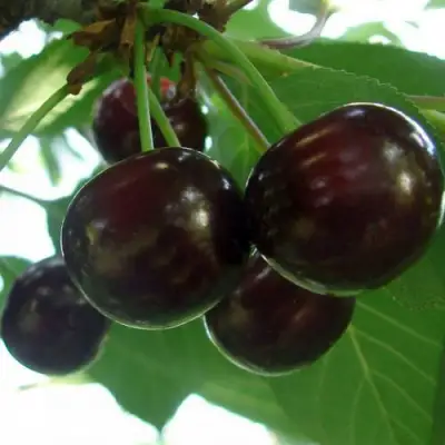 Дюк КСЕНИЯ (ЧЕРЕВИШНЯ) в Фаниполе