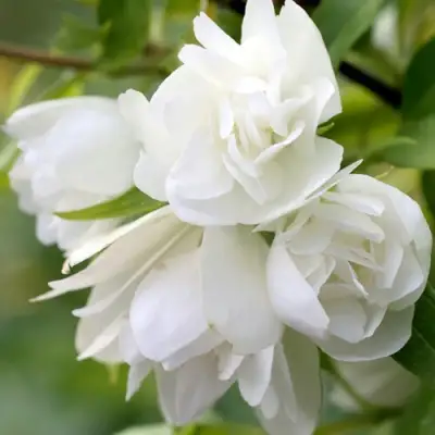 Жасмин МАНТО Д’ЭРМИН в Фаниполе